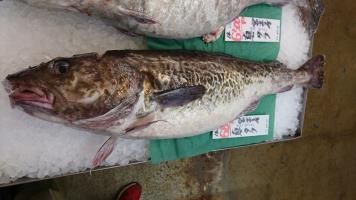 20190209-1@T̔ł-27