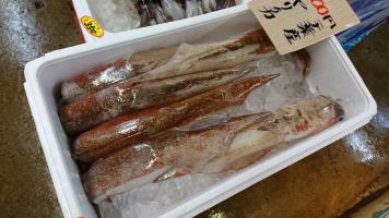 20190216-1@T̔ł-8