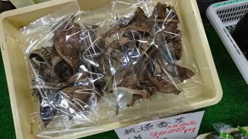 20190406-1@T̔ł-12