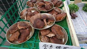 20190504-1@T̔ł-67