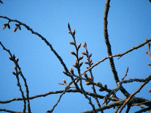 2009/04/16 劘̍_2