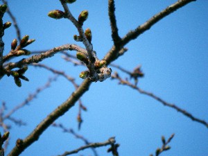 2009/04/16 劘̍_1