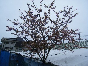 2009/04/26 �劘����_1