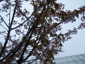 2009/04/26 �劘����_2