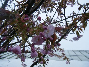 2009/04/26 �劘����_3