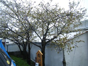 2009/04/26 �劘����_4