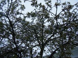 2009/04/26 �劘����_5