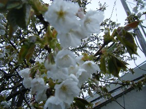 2009/04/26 �劘����_6