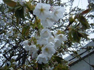 2009/04/26 �劘����_7
