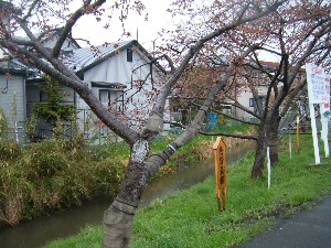 2009/04/26 �劘����_8
