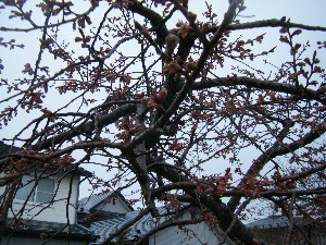 2009/04/26 �劘����_9