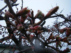2009/04/26 �劘����_10