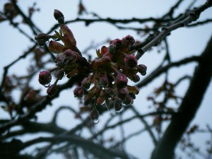 2009/04/26 �劘����_11