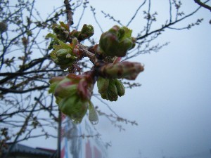 2009/04/26 �劘����_13