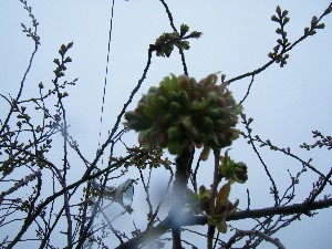 2009/04/26 �劘����_15