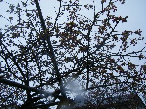 2009/04/26 �劘����_19