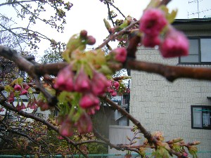 2009/04/26 �劘����_20