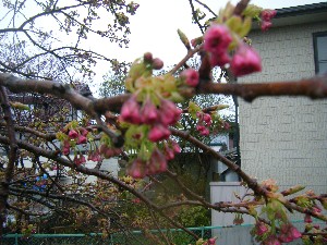 2009/04/26 �劘����_21