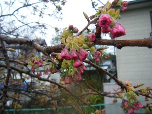 2009/04/26 �劘����_22