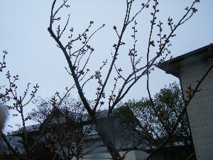2009/04/26 �劘����_24