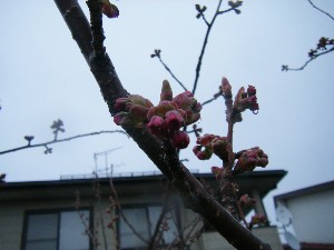 2009/04/26 �劘����_25