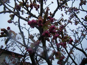 2009/04/26 �劘����_27