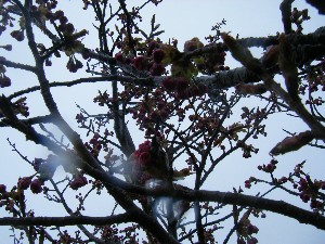 2009/04/26 �劘����_28