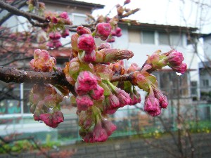 2009/04/26 �劘����_29
