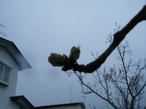 2009/04/26 �劘����_32