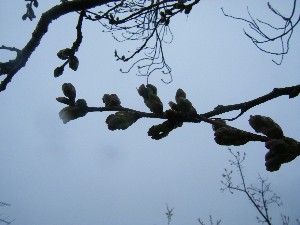 2009/04/26 �劘����_33