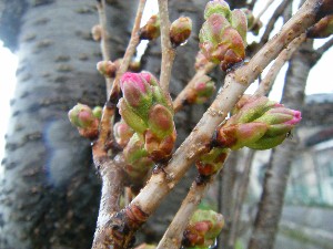 2009/04/26 �劘����_34