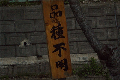 20130430  劘̍_11