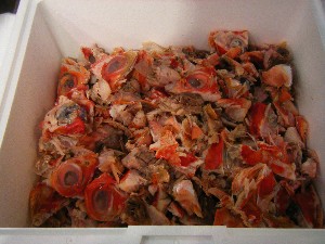-20090622- ڑ̂`U镑_2